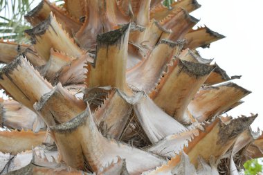 hindistan cevizi palmiye ağacı. güzel arka plan