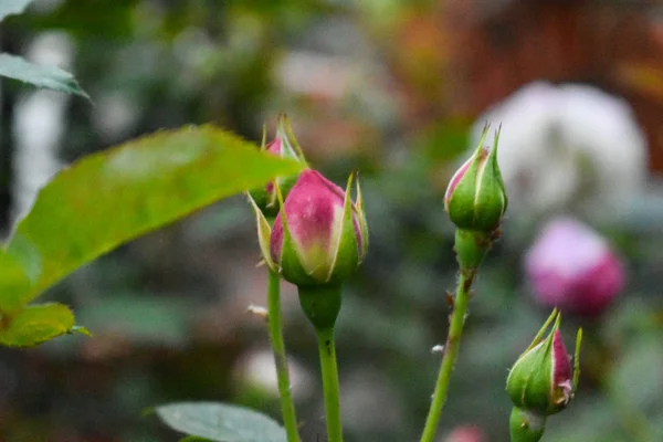 Hermosas Flores Fondo Primavera Verano — Foto de Stock