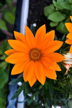 portakal çiçeği. bahar arka plan. çiçek arka plan