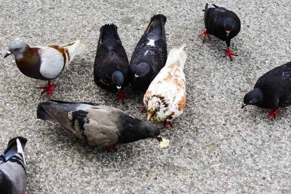 Grupo Palomas Multitud Palomas Calle Caminante Palomas Calle —  Fotos de Stock