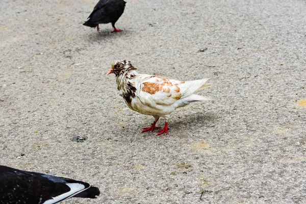 Grupo Palomas Multitud Palomas Calle Caminante Palomas Calle —  Fotos de Stock