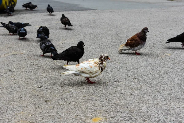 Groupe Pigeons Foule Pigeons Dans Rue Marchante Pigeons Dans Rue — Photo