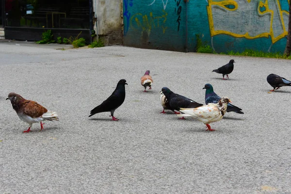 Güvercin Grubu Yürüyen Sokakta Güvercin Kalabalığı Sokakta Güvercinler — Stok fotoğraf