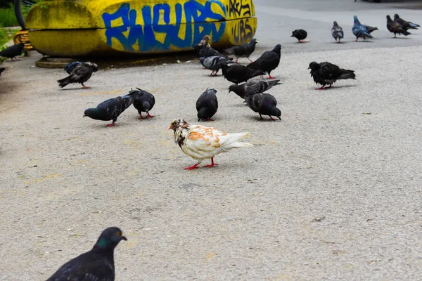 Güvercin Grubu Yürüyen Sokakta Güvercin Kalabalığı Sokakta Güvercinler — Stok fotoğraf