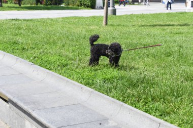 evcil köpek. parkta