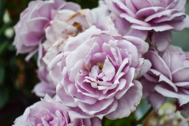 Pembe Gül. Yeşil arka plan. güzellik çiçek's