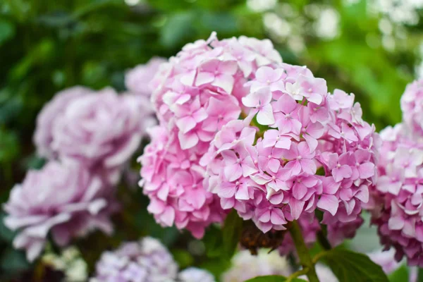 Rosa Stieg Grüner Hintergrund Schönheit Blume — Stockfoto