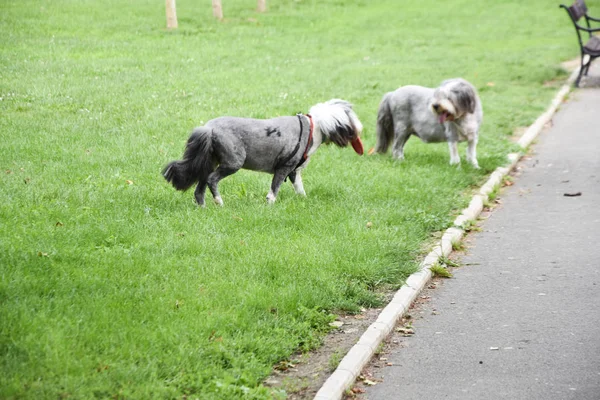 Sällskapsdjur Hund Parken — Stockfoto