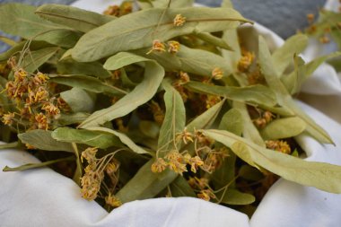Fresh flowers and leaves of linden.  herbal medicine, Cup of healthy linden tea with honey. Dried linden flowers clipart