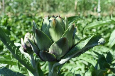 sebze bahçesinde enginar