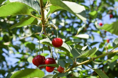 Kiraz ağacında sallanan kirazlar.