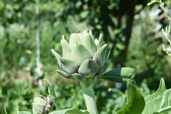 Artisjokken Moestuin — Stockfoto