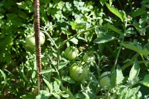 Alcuni Pomodori Che Non Sono Ancora Maturi Appesi Alla Vite — Foto Stock