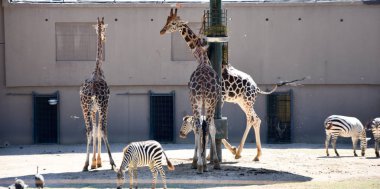 Zürafalar Hayvanat Bahçesi safari Park