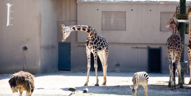 Zürafalar Hayvanat Bahçesi safari Park