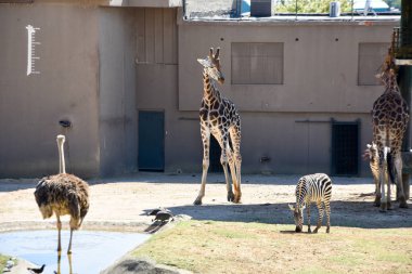 Zürafalar Hayvanat Bahçesi safari Park