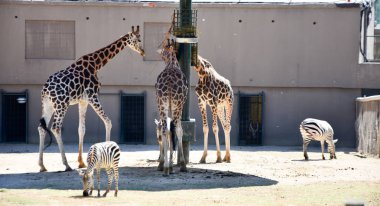 Zürafalar Hayvanat Bahçesi safari Park