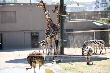 Zürafalar Hayvanat Bahçesi safari Park