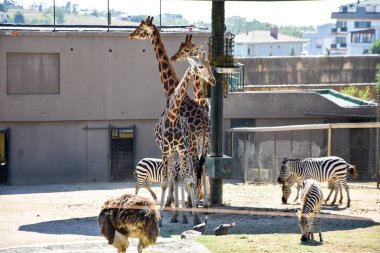 Zürafalar Hayvanat Bahçesi safari Park