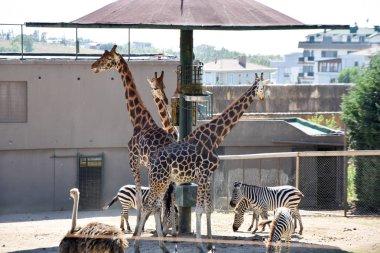 Zürafalar Hayvanat Bahçesi safari Park
