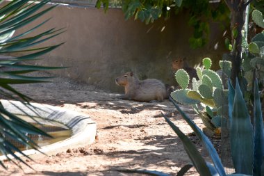 Hayvanat bahçesindeki genç su samuru