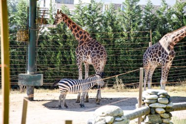 Zürafalar Hayvanat Bahçesi safari Park