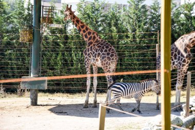 Zürafalar Hayvanat Bahçesi safari Park
