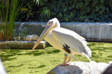 hayvanat bahçesinde pelecanus onocrotalus