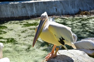 hayvanat bahçesinde pelecanus onocrotalus