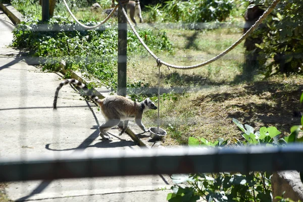 Lémurien Queue Cerclée Zoo — Photo