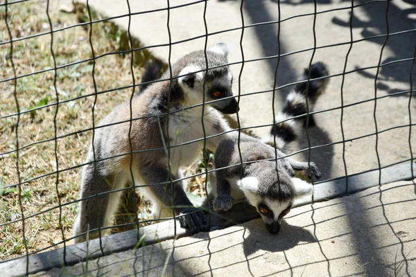 Pierścień Tailed Lemur Zoo — Zdjęcie stockowe