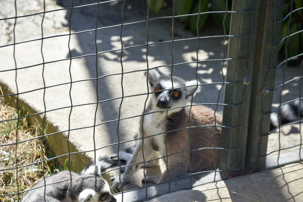 動物園で尾を引いたキツネザルをリング — ストック写真