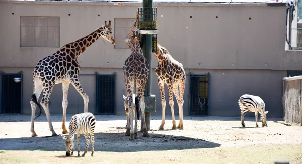 Zürafalar Hayvanat Bahçesi safari Park