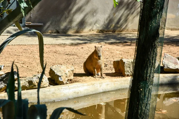 Młoda Wydra Zoo — Zdjęcie stockowe