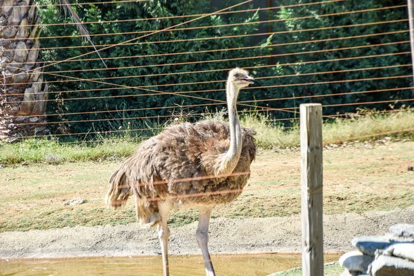 Strauß Zoo Tierischer Hintergrund — Stockfoto