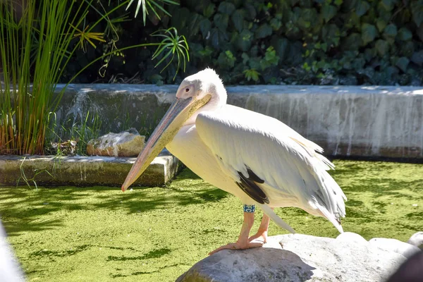 Pelecanus Onocrotalus Uno Zoo — Foto Stock