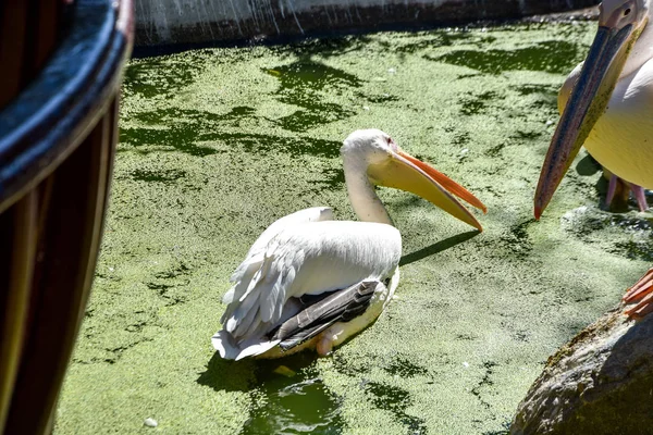 Pelecanus Onocrotalus Zoológico — Foto de Stock