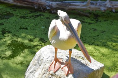 hayvanat bahçesinde pelecanus onocrotalus