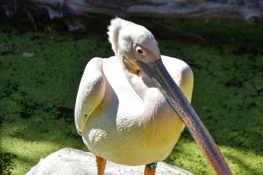 hayvanat bahçesinde pelecanus onocrotalus