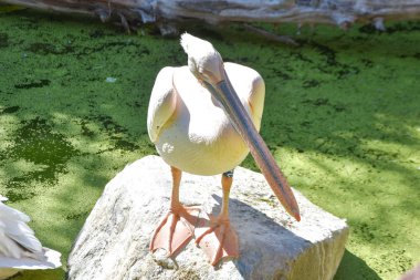 hayvanat bahçesinde pelecanus onocrotalus