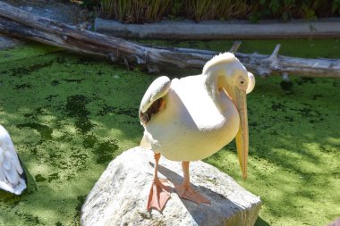 hayvanat bahçesinde pelecanus onocrotalus
