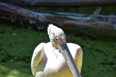 hayvanat bahçesinde pelecanus onocrotalus