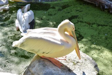 hayvanat bahçesinde pelecanus onocrotalus
