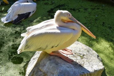 hayvanat bahçesinde pelecanus onocrotalus
