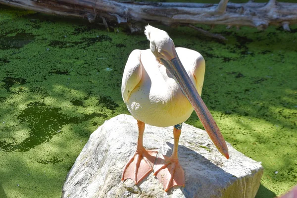 hayvanat bahçesinde pelecanus onocrotalus