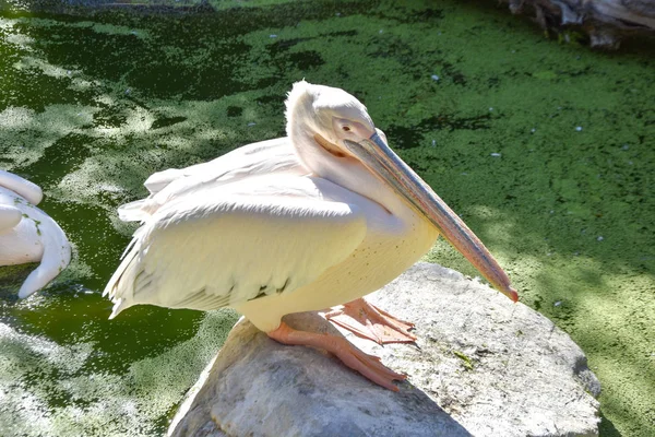 Pelecanus Onocrotalus Zoo — Stockfoto