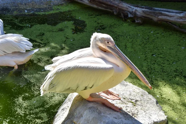 Pelecanus Onocrotalus Zoo — Stockfoto