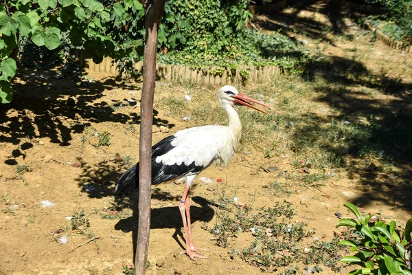Stork Zoo — Stock Photo, Image