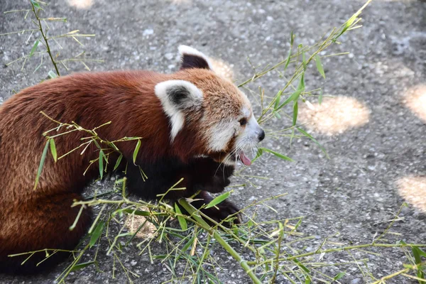 Panda Rossa Uno Zoo — Foto Stock