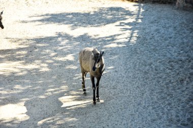 nilgai antilop, hayvanat bahçesinde boselaphus tragocamelus